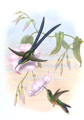 Scissorstail nymph painted by John Gould