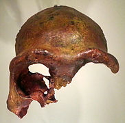 Restes du crâne de l'« Homme de Galilée ».