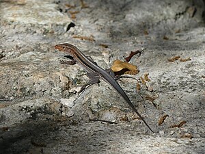 INaturalist Pholidoscelis auberi 1.jpg