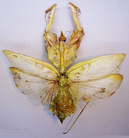 Самиця Idolomantis diabolica