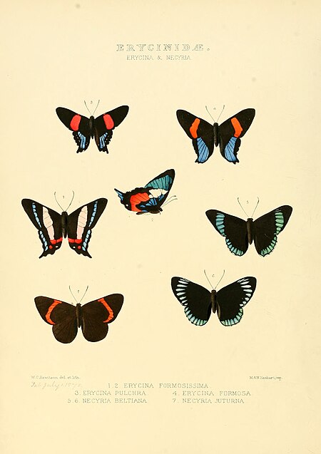 Ancyluris formosissima