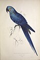 "Illustrations_of_the_family_of_Psittacidœ,_or_parrots_(Plate_9)_(8116335153).jpg" by User:Fæ