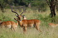 120px-Impala_in_Serengeti%2C_Tanzania.jpg