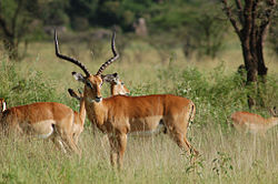 Impala in Serengeti, Tanzania.jpg