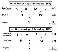 Quantitative Genetics