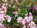 Indian Hawthorn Bloom.jpg