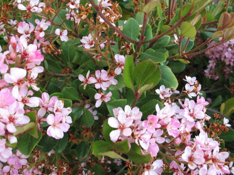 File:Indian Hawthorn Bloom.jpg