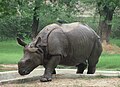 Panzernashorn (Rhinoceros unicornis)