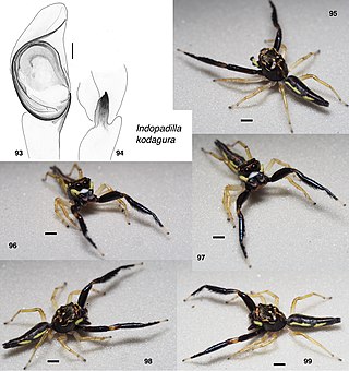 <i>Indopadilla</i> Genus of jumping spiders