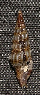 <i>Inquisitor solomonensis</i> species of mollusc