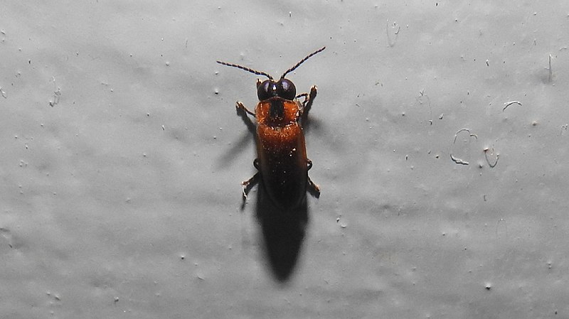 File:Insect Firefly (Lampyridae) from Ezhimala DSCN1752.jpg