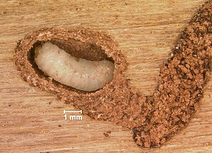 Ips grandicollis larva crop.jpg