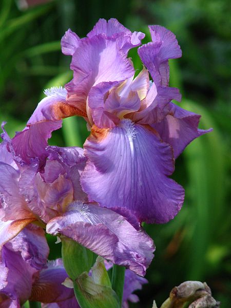 File:Iris 'Amethyst Flame' 01.jpg