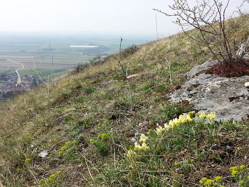 File:Iris pumila sl32.jpg