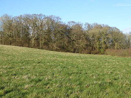 Irish Hill Copse (1)