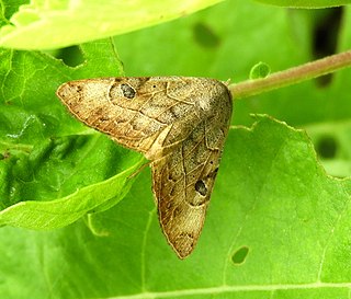 <i>Isogona scindens</i> Species of moth