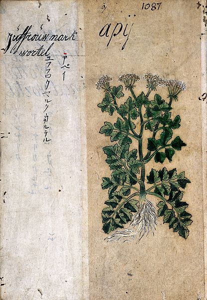 File:Japanese Herbal, 17th century Wellcome L0030042.jpg