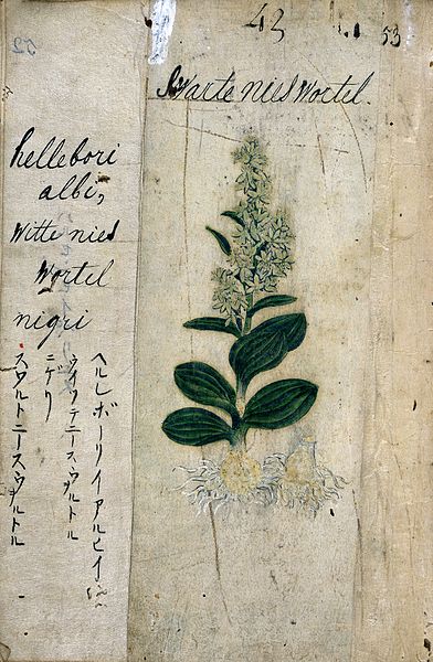 File:Japanese Herbal, 17th century Wellcome L0030080.jpg