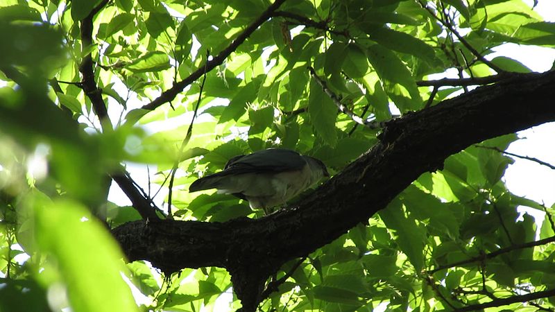 File:Japanese sparrowhawk Male02.jpg