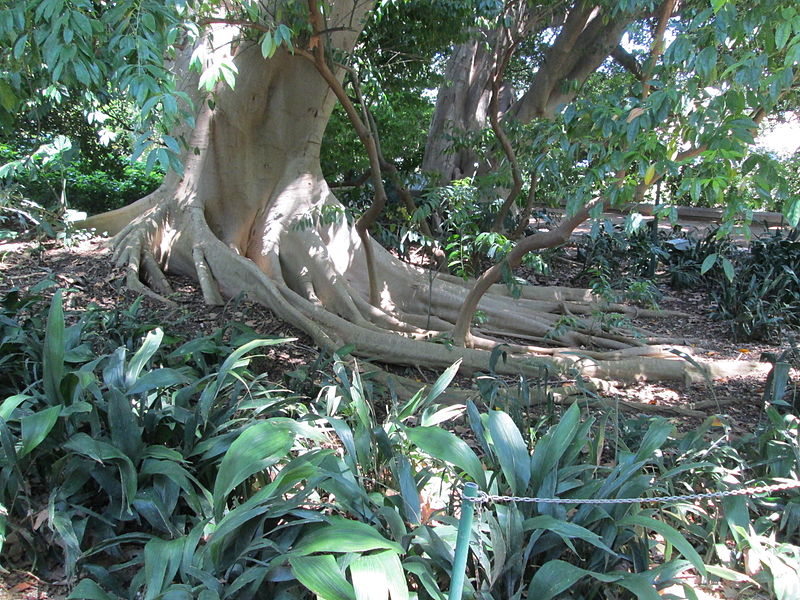 File:Jardín Botánico La Concepción21.jpg