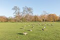 * Nomination Canada (Branta canadensis) and Greylag geese (Anser anser) at Kensington Gardens, London, England --Poco a poco 07:13, 28 November 2023 (UTC) * Promotion  Support Good quality. --Mike Peel 11:22, 3 December 2023 (UTC)