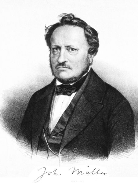 File:Johannes Peter Müller.jpg