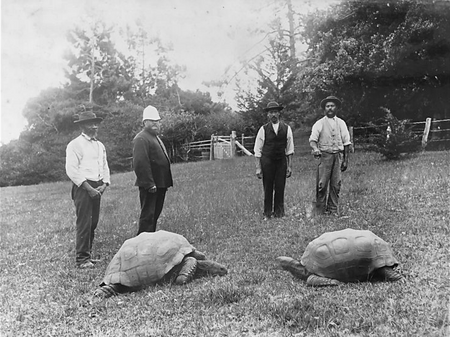 Tập_tin:Jonathan_and_another_tortoise,_St_Helena.png