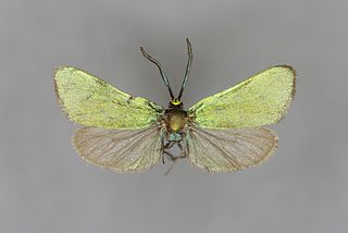 <i>Jordanita tenuicornis</i> Species of moth