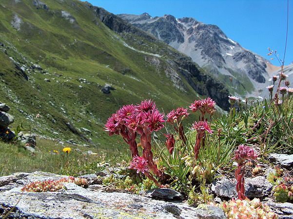 8 mai : joubarbe dans le Parc national de la Vanoise, par Ibex73