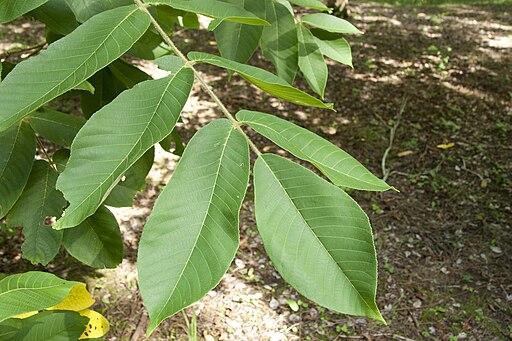 オニグルミの葉,Juglans mandshurica var. sachalinensis 10