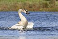* Nomination A juvenile mute swan (Cygnus olor) bathing. --Alexis Lours 19:36, 29 October 2023 (UTC) * Promotion  Support Good quality. --Jakubhal 19:48, 29 October 2023 (UTC)
