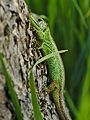 * Nomination Lacerta Agilis, Kühkopf, Germany --AlexanderKlink 22:01, 18 October 2022 (UTC) * Decline  Oppose Only a blade of grass and the head are in focus, but not the body. --Sebring12Hrs 16:21, 21 October 2022 (UTC)