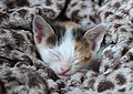 * Nomination Female kitten sleeping -- Alvesgaspar 13:36, 1 May 2016 (UTC) * Promotion Good quality. --Poco a poco 13:59, 1 May 2016 (UTC)