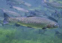 The rainbow trout is invasive in North Macedonia Kaliforniska pastrmka.jpg