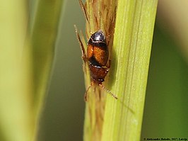 Kateretes pusillus