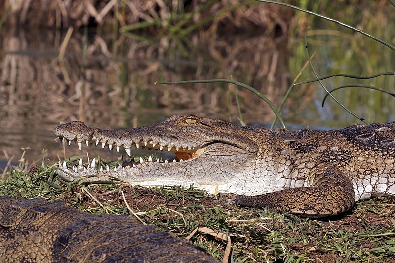 File:Kenyan crocodile (Crocodylus niloticus pauciscutatus).jpg