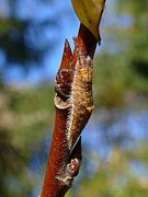 young caterpillar