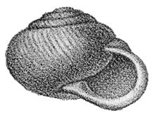 Klikia osculum shell.jpg