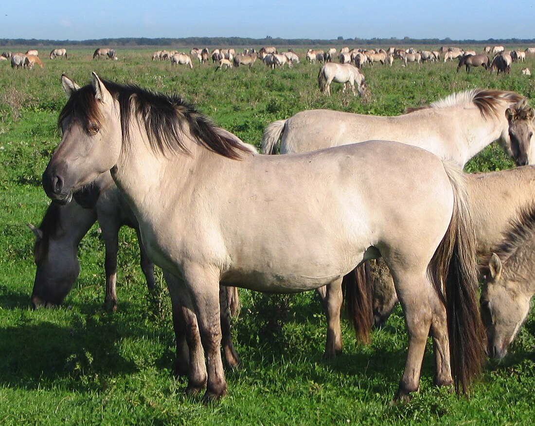 Konik