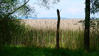 Bodenseeufer-Untere Güll: Lage, Schutzzweck, Flora und Fauna