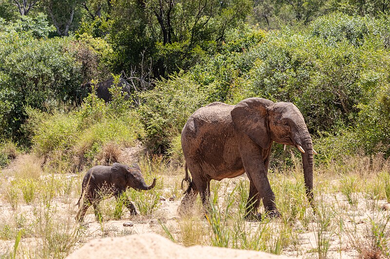 File:Kruger National Park (ZA), Elefanten -- 2024 -- 0623.jpg