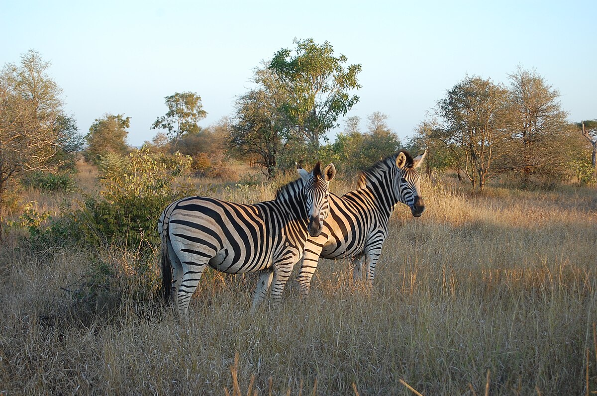 Kruger Park Distance Chart