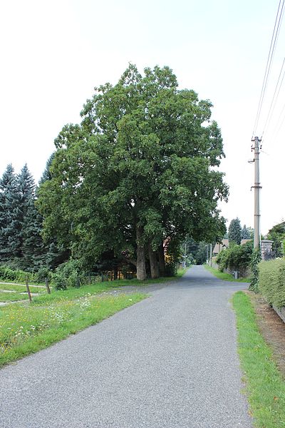 File:Lázně Libverda, vzrostlý strom u školy.jpg