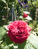 'Leonard Dudley Braithwaite', Austin 1988 'Mary Rose' × 'The Squire'