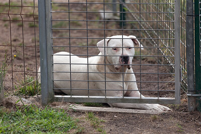 File:Labrador Retriever - Can labrador. Galiza.jpg