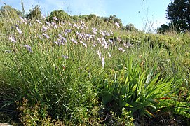 blue lettuce in flower (Lactuca perennis)