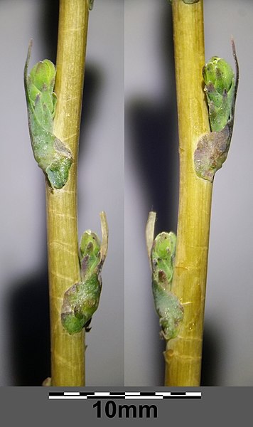 File:Lactuca serriola sl7.jpg