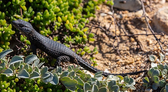 Black girdled lizard (Cordylus niger), Cape of Good Hope