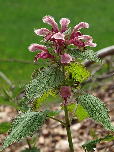 File:Lamium orvala 2 RF.jpg