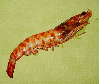 Langostino